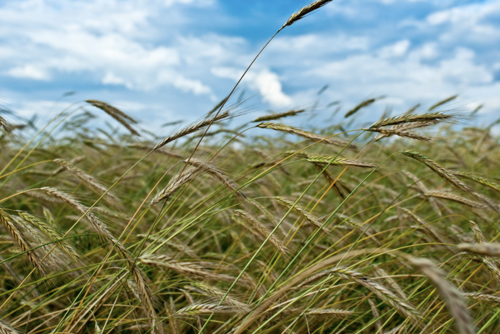 Grain Battles Before the WTO – Cambridge International Law Journal